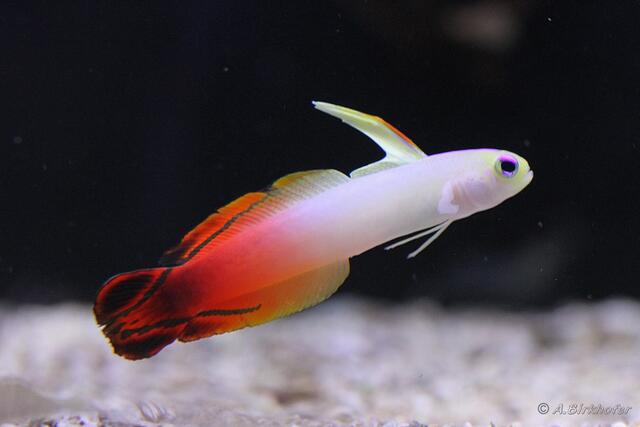 Nemateleotris magnifica - Feuerschwertgrundel