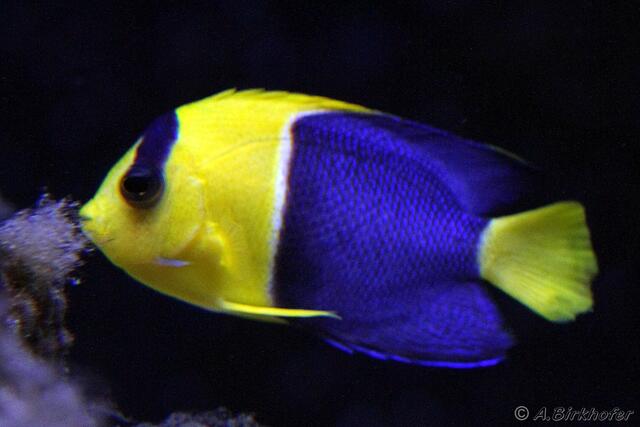 Centropyge bicolor - Blaugelber Zwergkaiserfisch