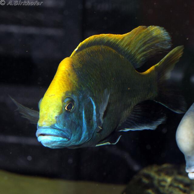 Nimbochromis Venustus