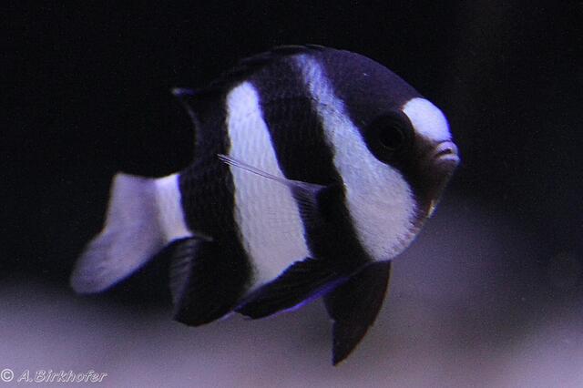 Dascyllus aruanus - Weißschwanz-Preussenfisch