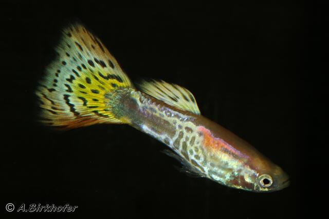 Guppys in den schönsten Farben