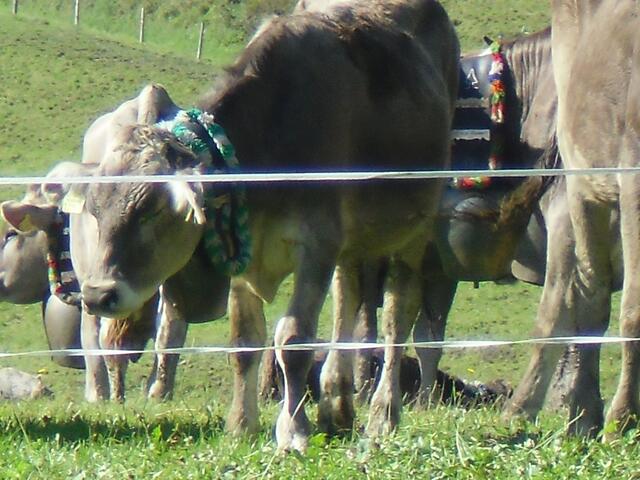 Ein Almabtrieb!