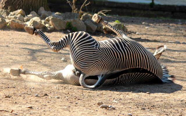 Zebra-Look ist wieder in ....