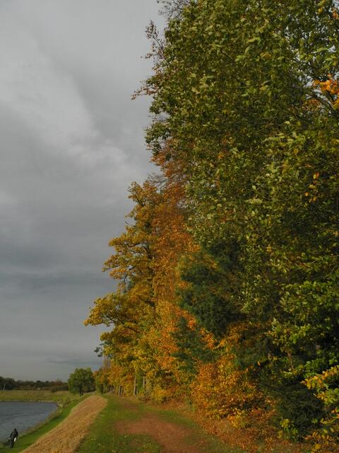 Am Waldrand lang laufen wir zurück zum Damm und nach Hause