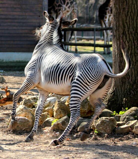 ... und dann noch einen Cha-Cha-Cha ...