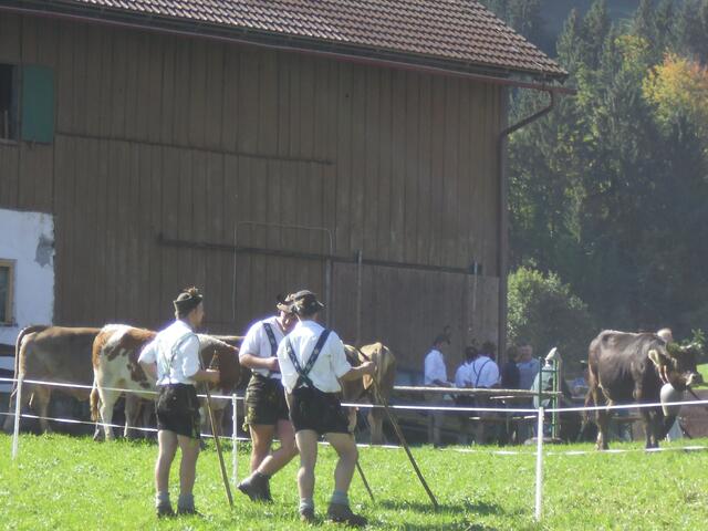 Fesche Burschen beim Almabtrieb.