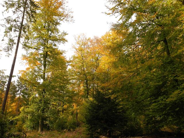 aber auch hier finde ich keine Pilze