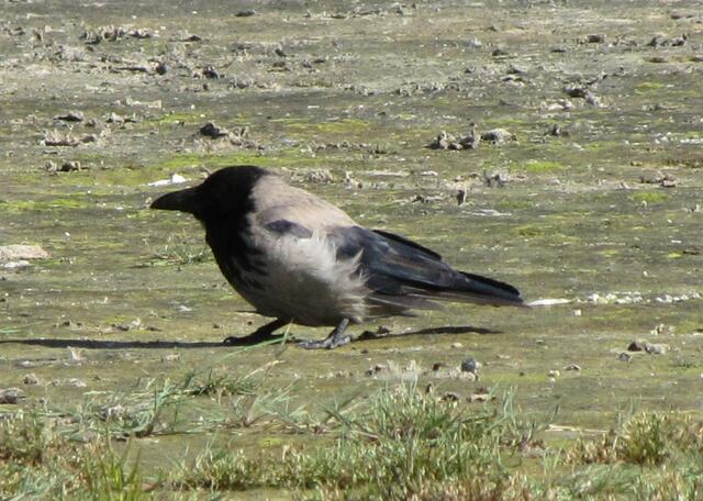 Die Nebelkrähe (Corvus corone cornix) trotzt geduckt dem stürmischen Wind.