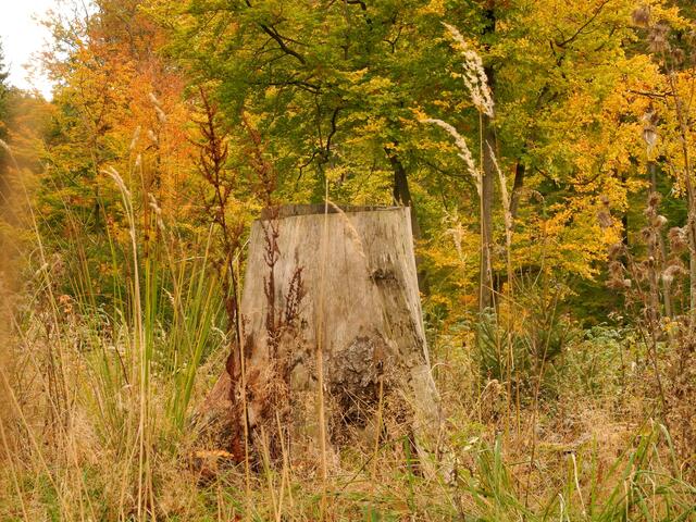 Baumreste............