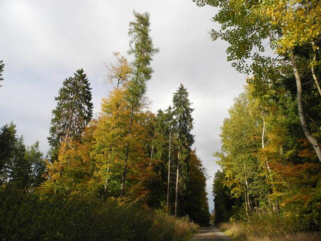 Fast schnurgerade führt dieser Weg durchs Wetterholz