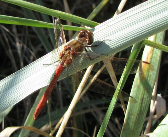 Stark lädiert: Das Männchen der Gemeinen Heidelibelle (Sympetrum vulgatum) hat links nur noch einen halben Flügel.