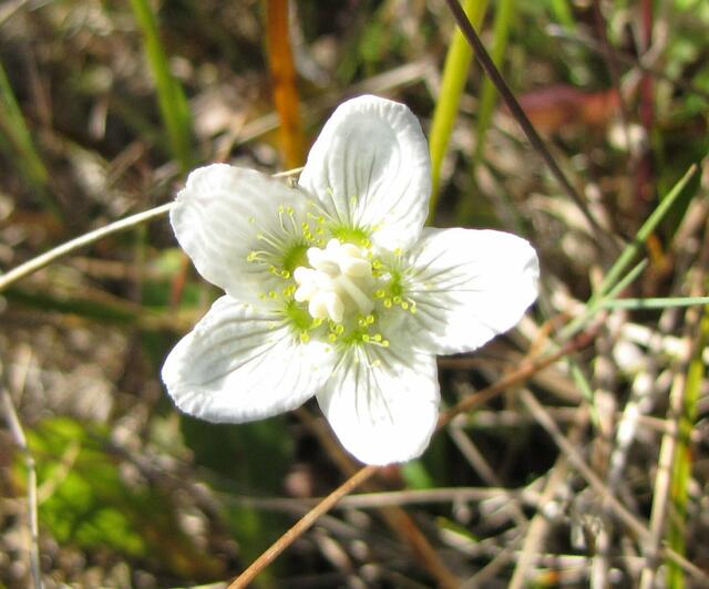 Sumpf-Herzblatt (Parnassia palustris)