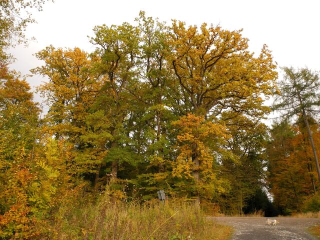 Da ist sie endlich, die Alte Wildunger Straße - nach rechts in Richtung Süden - links nach Norden................