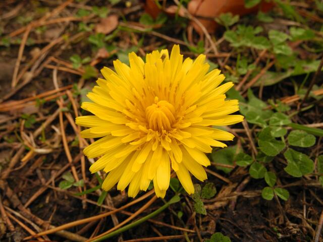eine 'Bodensonne'