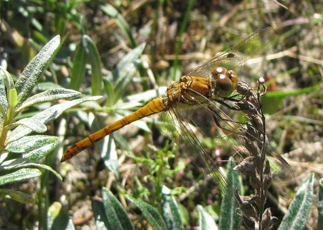 Männliches Jungtier der Großen Heidelibelle (Sympetrum striolatum)