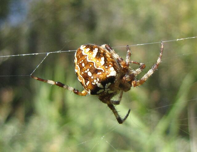 Kreuzspinne (Aranea diademata) mit einem Bein am Signalfaden, um Erschütterungen im Netz sofort wahrnehmen zu können.