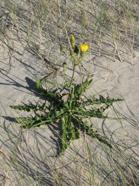 Grüner Pippau (Crepis capillaris)