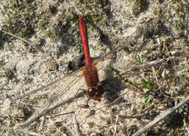 Männchen der Blutroten Heidelibelle (Sympetrum sanguineum)