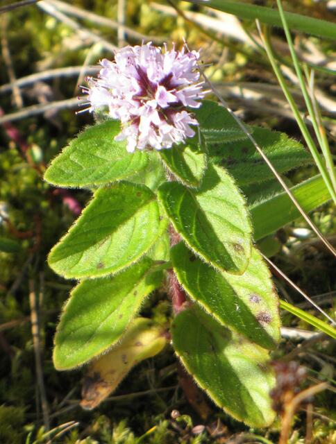 Wasserminze (Mentha aquatica)
