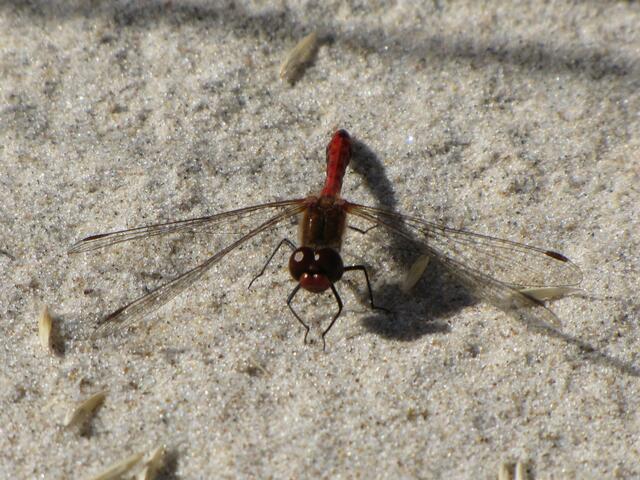 Blutrote Heidelibelle (m)