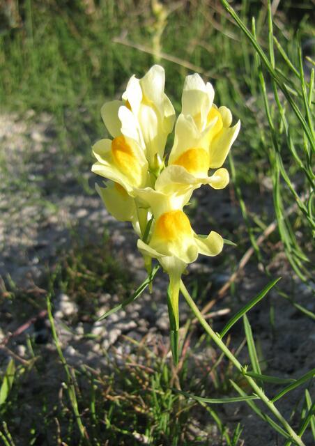 Echtes Leinkraut (Linaria vulgaris)