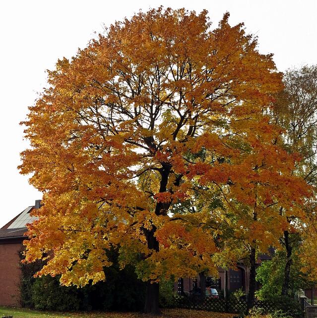 Baum in Peine-Eixe