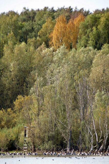 Kiessee bei Handorfer Holz