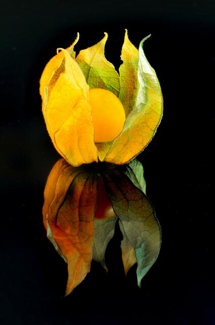 Mein Schmankerl: Physalis auf einer schwarzen Glasplatte....