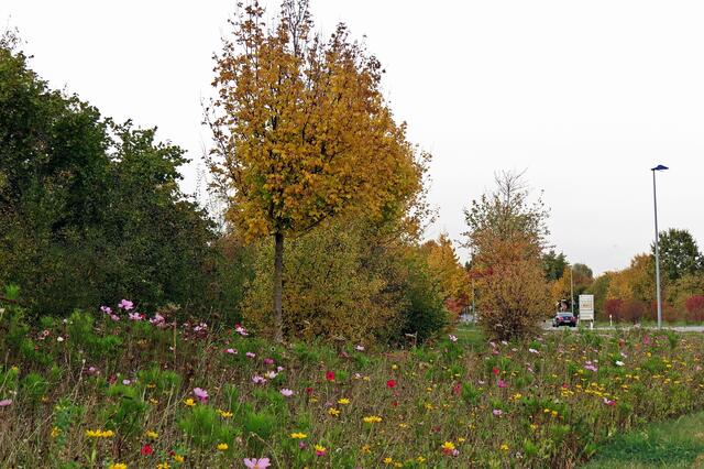 Bunte Blumen nähe Stahlwerkbrücke (Peine)