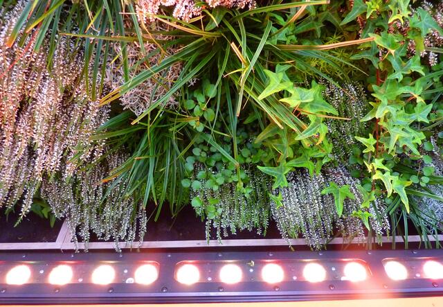 ...von dieser Lampenreihe.