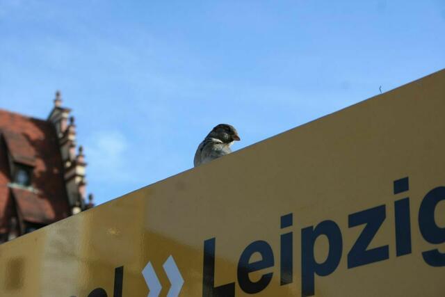 Die Vögel genossen auch die letzten warmen Sonnentrahlen.
