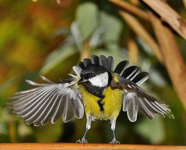 Posing für "Deutschland sucht die Supermeise"