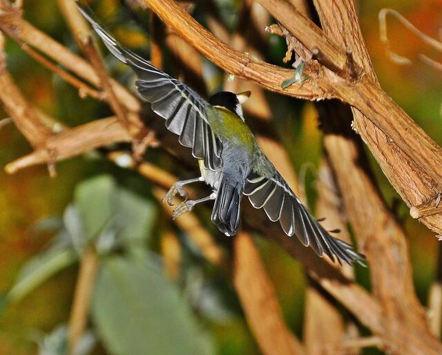 Bloß weg von dem nervenden Fotografen