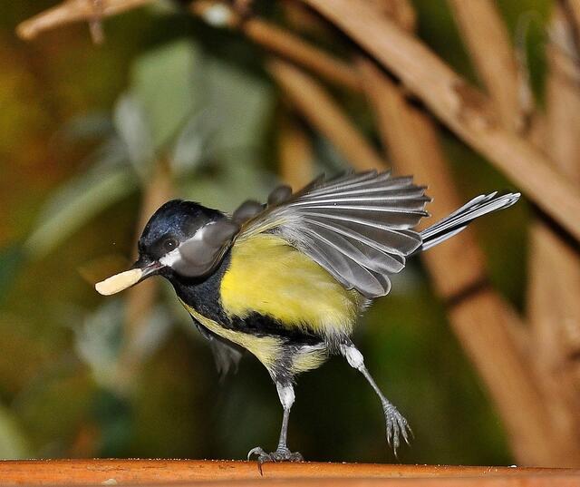 Ein Tänzchen mit der Erdnuss