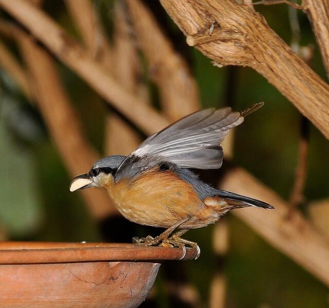 Diese Blaumeise hat sich als Kleiber verkleidet