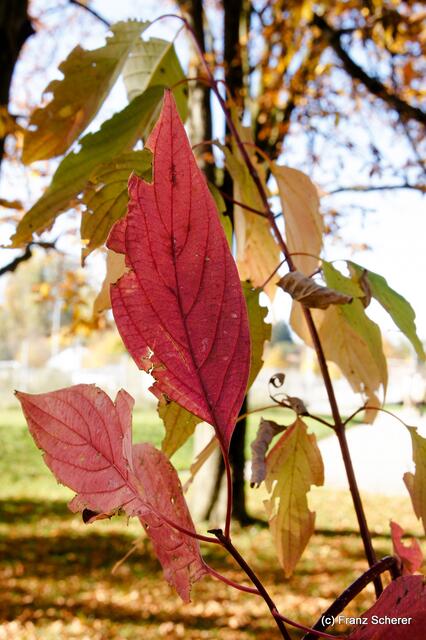 Herbstspaziergang am bayerischen Ammersee im Oktober 2012