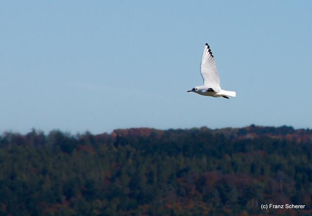 Herbstspaziergang am bayerischen Ammersee im Oktober 2012