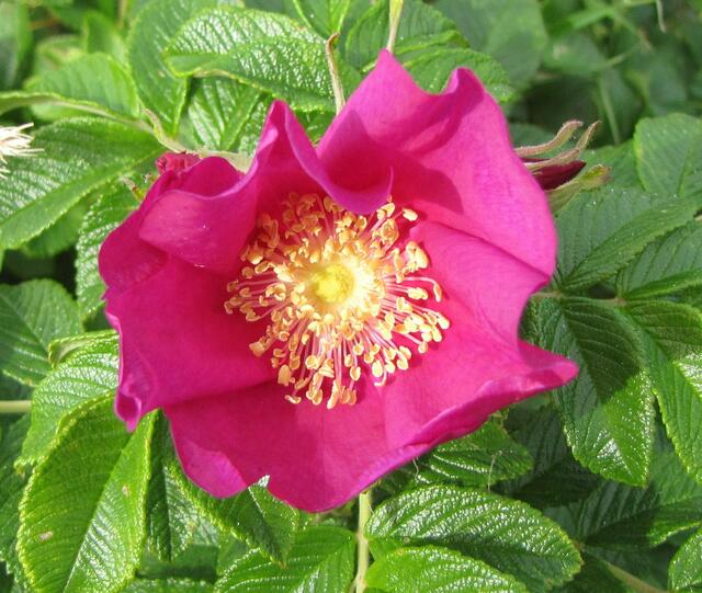 Heckenrose