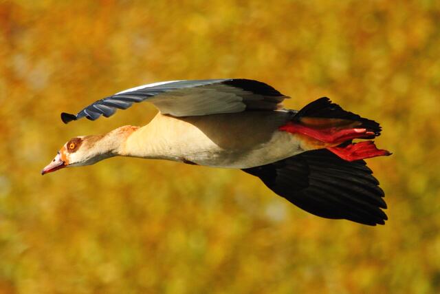 Noch ein Flieger