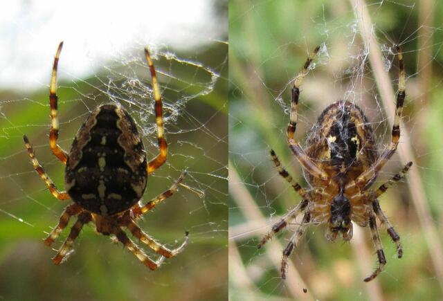 Garten-Kreuzspinne (Araneus diadematus)