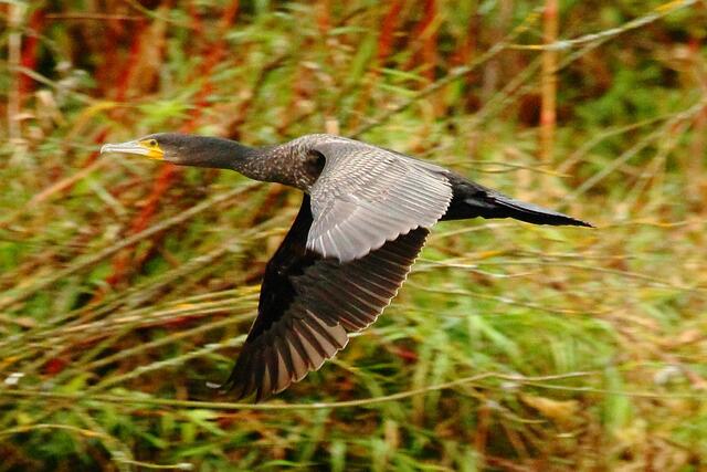 Kormoran im Flug