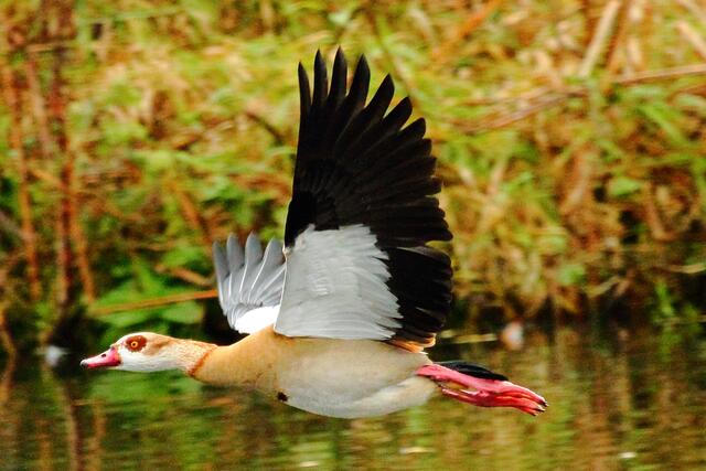 Nilgans im Flug