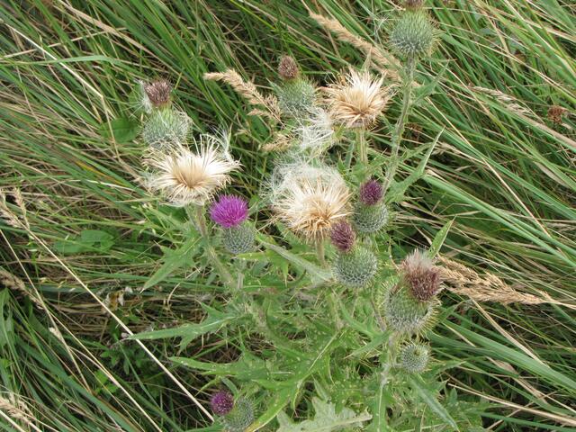 Kratzdistel