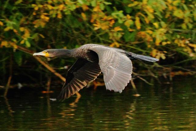 Kormoran im Tiefflug