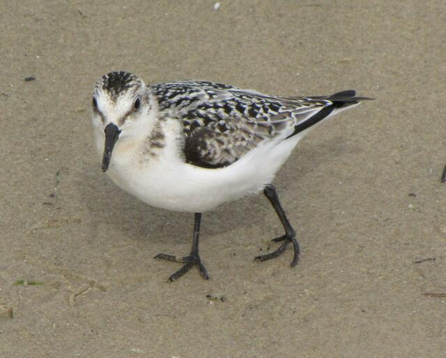 Allgegenwärtig: Der Sanderling