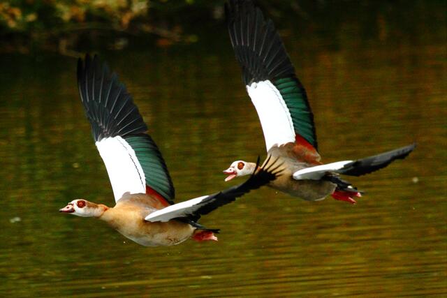 Synchronfliegen