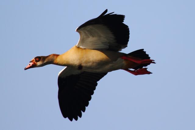 Schönwetterflug