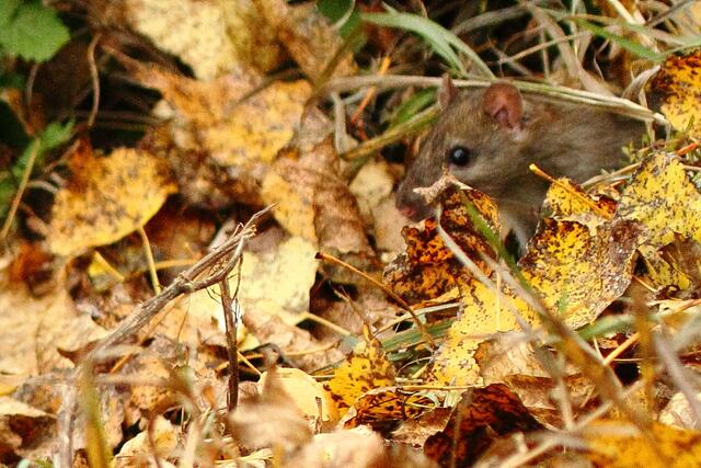 Sie hat sich im Herbstlaub versteckt und kam immer wieder zum Brotreste holen heraus