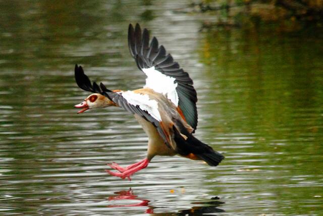 Eleganter Anflug
