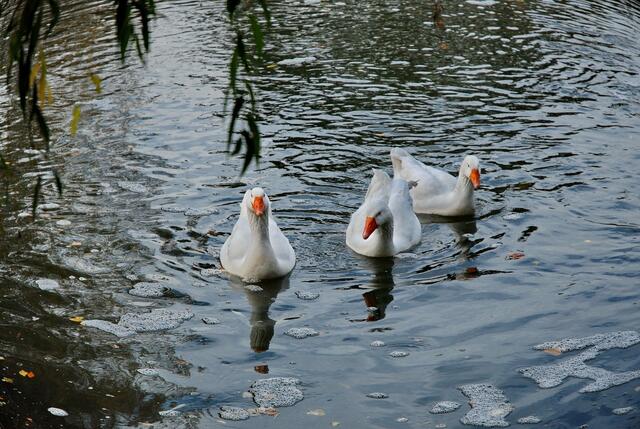 Dreifaches Spiegelbild